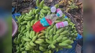Raids on Udupi banana godowns find chemical ripening, 5,000 kg seized