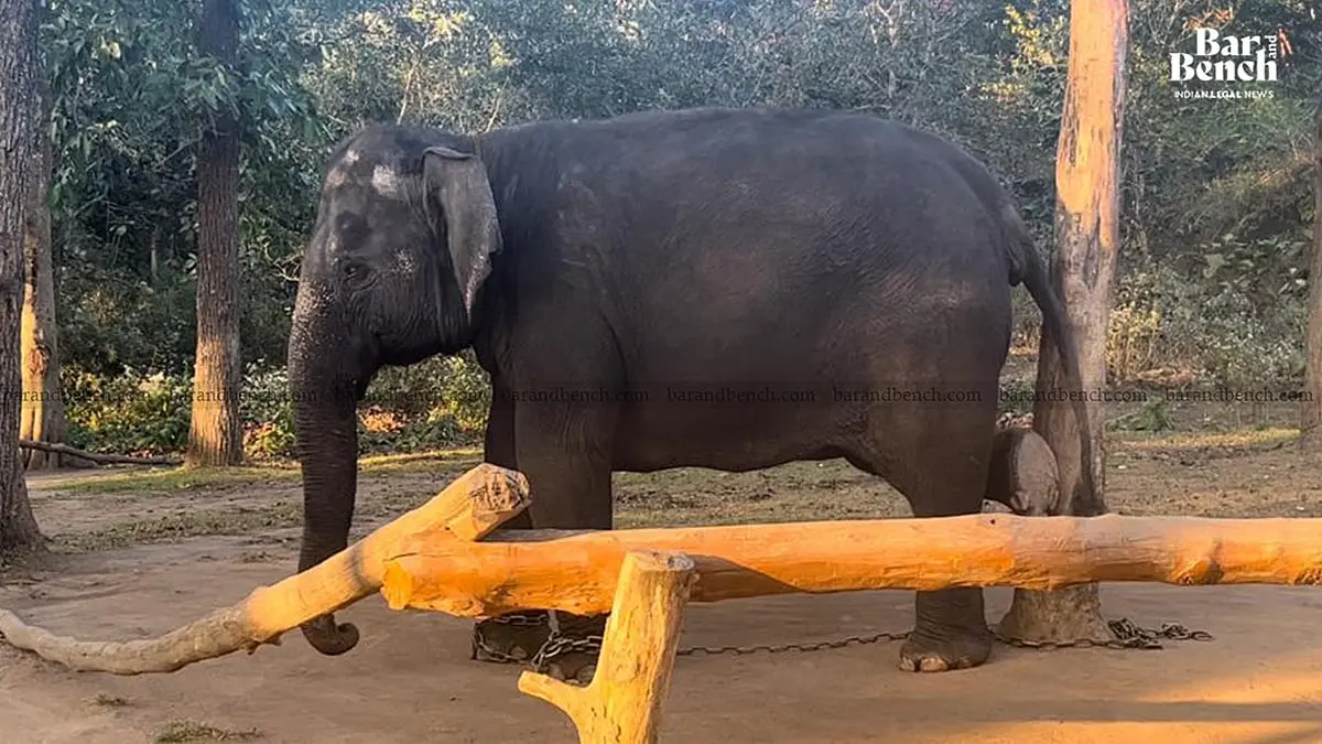 Supreme Court orders elephant clinics and health checkups