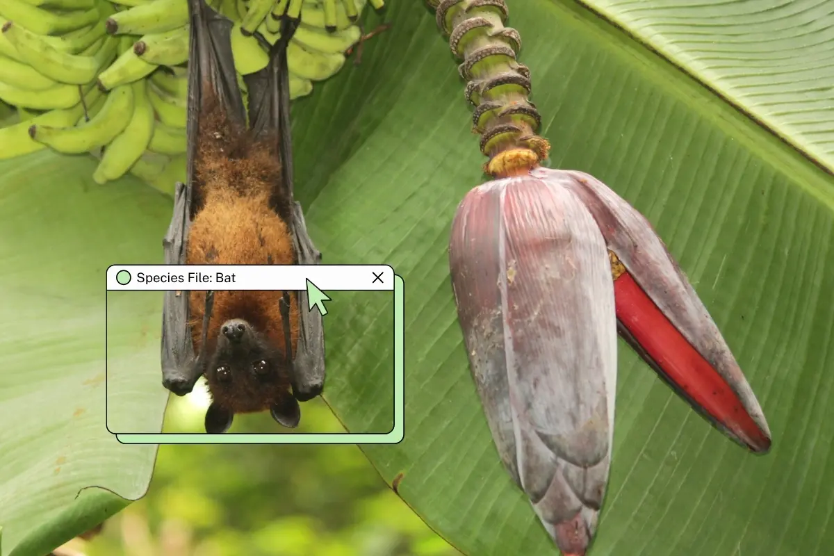 India's 135 bat species face habitat loss and low legal protection