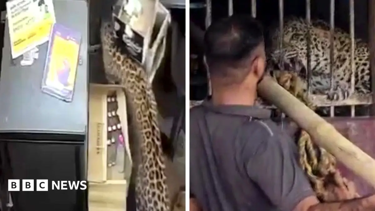 Leopard attacks Rajasthan liquor store, caught after 5 hours