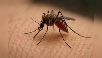 BMC faces flak for poor mosquito control in Mumbai