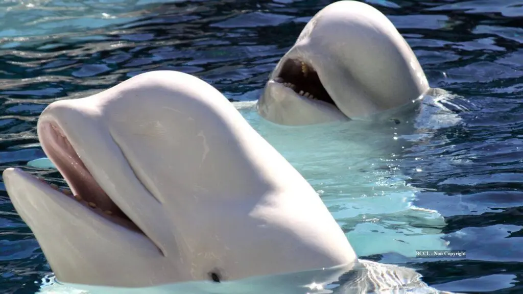 Beluga whales pass mirror self-recognition test for first time