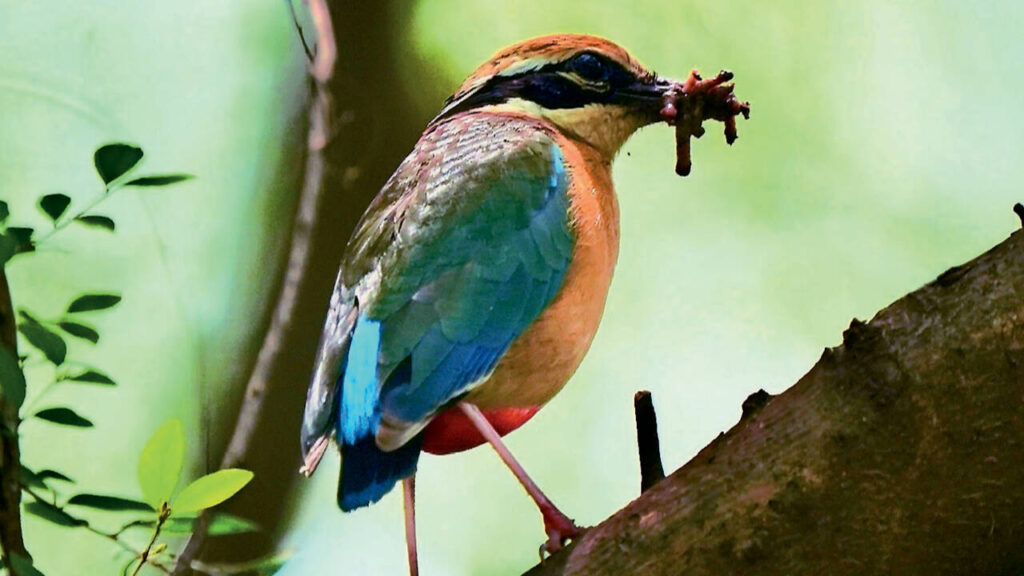Monsoon opens Delhi’s heritage, nature and food trails
