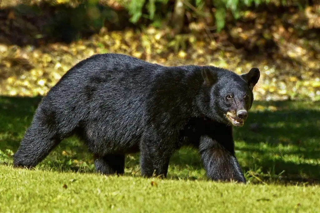 Third bear attack in 24 hours in Srinagar's Khonmoh
