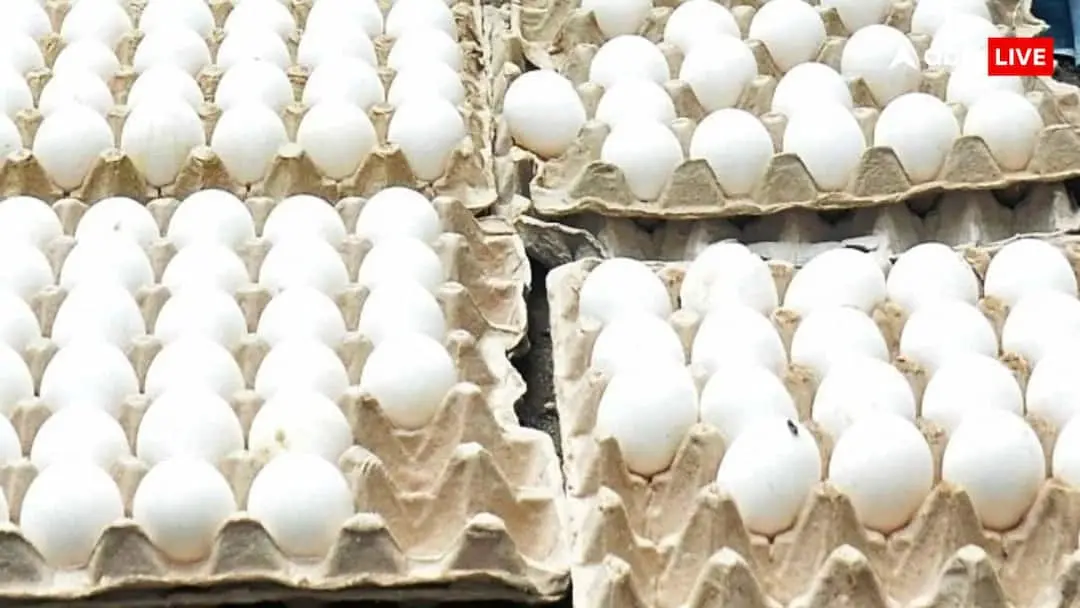 Egg prices may hit Rs 20-25 this winter on maize-driven feed costs