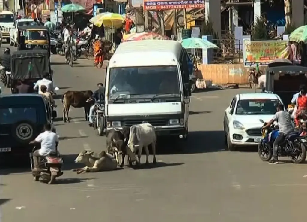 Odisha to build gaushalas every 100 km on highways