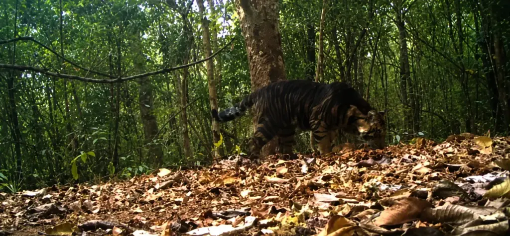 5-year-old tigress dies in Odisha's Similipal National Park