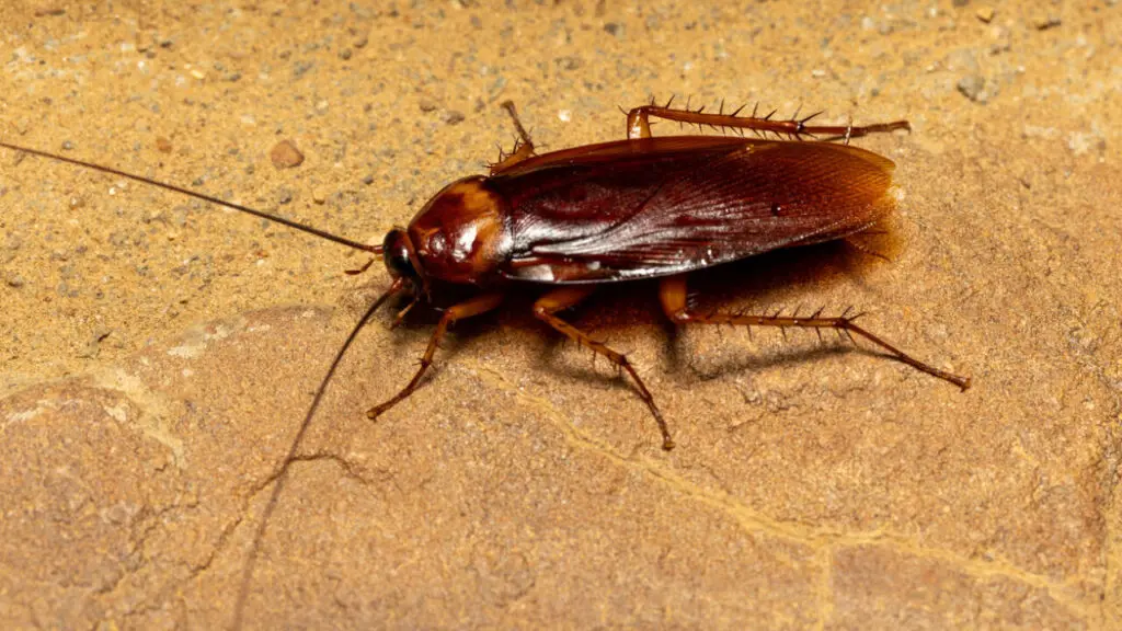 Why cockroach traps fail: newborns learn colony smell from faeces