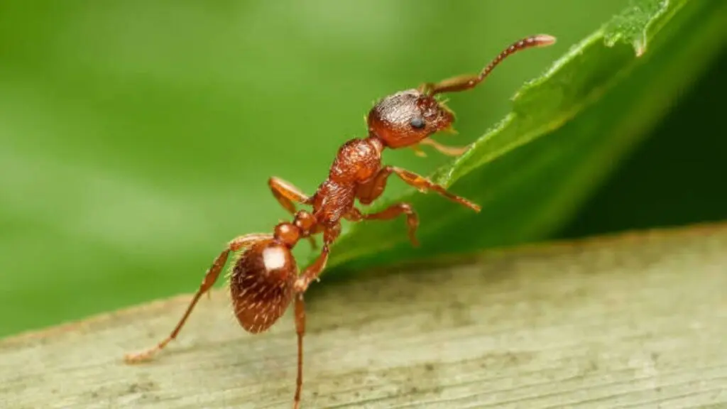 Indigenous rangers clear Australian island of fire ants in 20-year feat