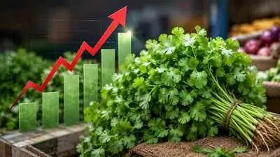 Coriander prices cross Rs 200/kg after rains hit supply