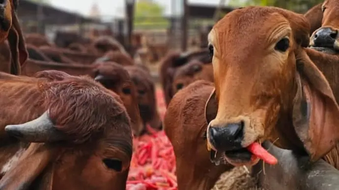 UP to train 10,000 Go Mitras for cow protection in villages