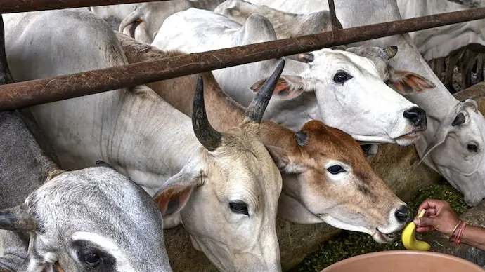 Meerut cow slaughter bid foiled, suspect shot in leg during encounter