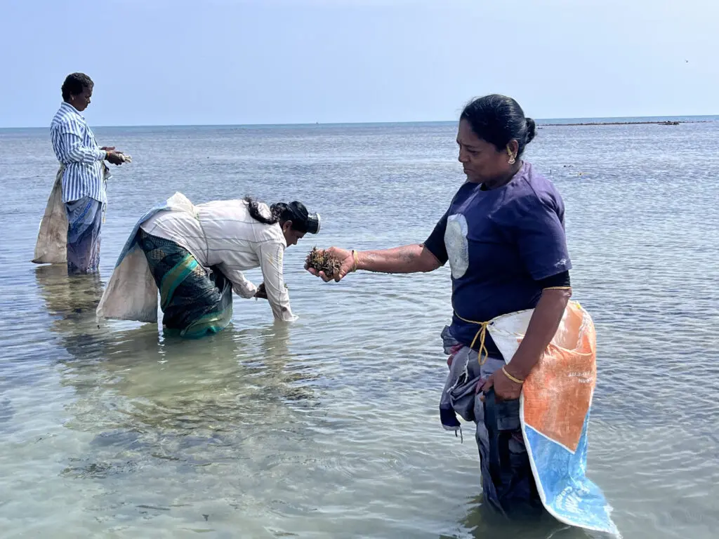 ராமேஸ்வரத்தில் கடல்பாசி சேகரிக்கும் பெண்கள் கிலோவுக்கு 50 ரூபாய் மட்டுமே ஊதியம் பெறுகின்றனர்
