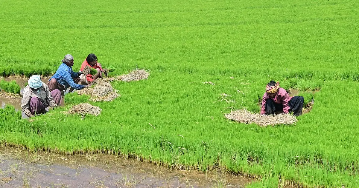 Paddy growers split over Bhadra water release timing