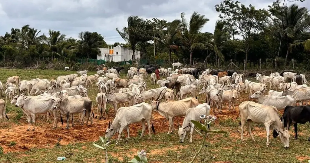 Koppal's Hind Dana cattle breed gets national recognition