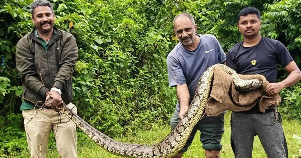 Nine-foot python rescued from Karnataka village