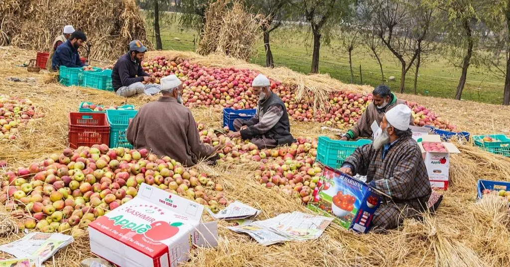 Kashmir apple crop damaged by hail storms