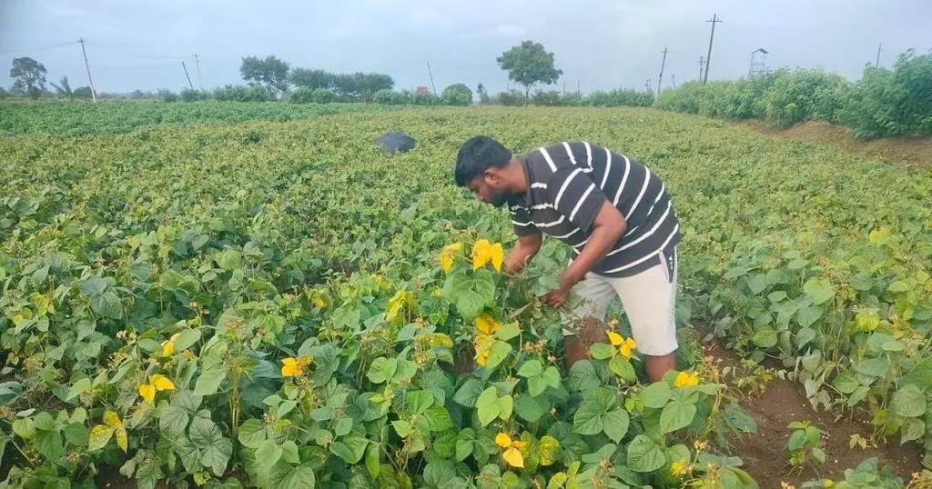 Karnataka green gram yield to drop 30% on rain deficit and disease