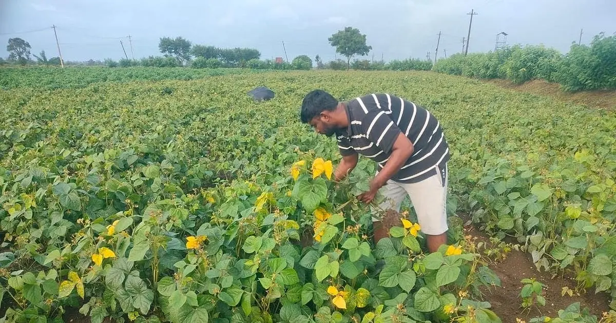 Karnataka green gram yield to drop 30% on rain deficit and disease