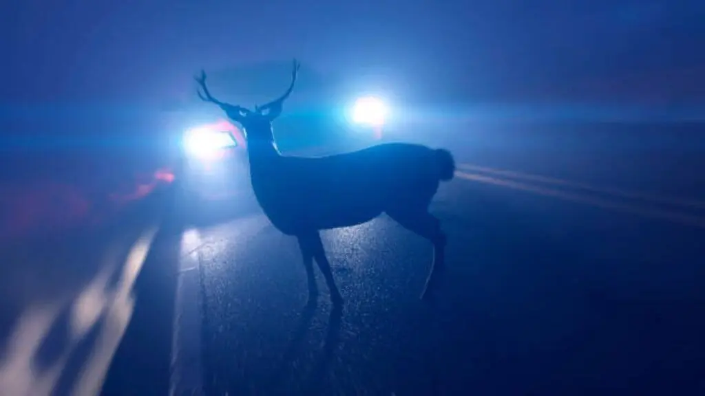 Pumas in Washington cut deer-vehicle collisions by 76%