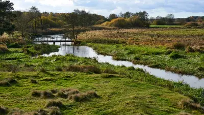 Denmark river restoration fails to bring back lost habitats