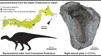 Fukushima dinosaur bone from 1999 identified as 3-metre iguanodontian