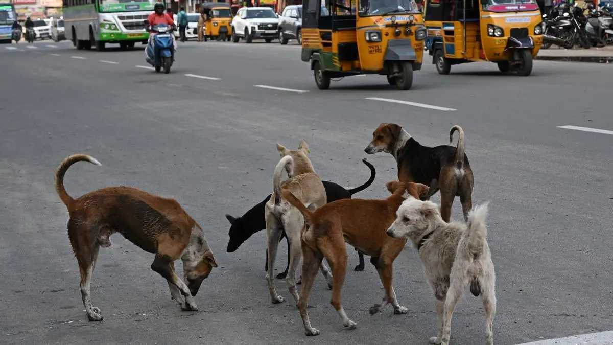 Kerala approves SOP for euthanasia of rabid stray dogs