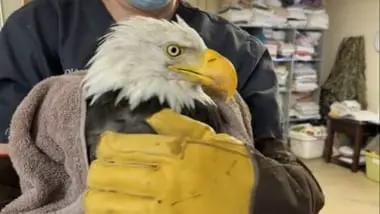 Jackie, beloved Big Bear bald eagle, dies at 14