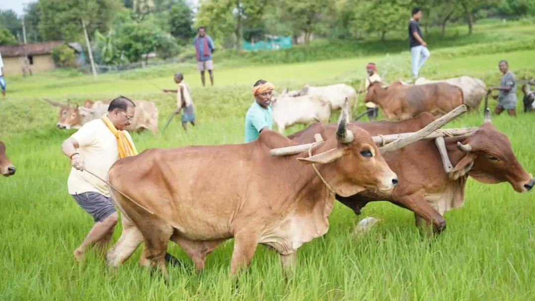 Chhattisgarh CM Vishnu Deo Sai ploughs field in native village