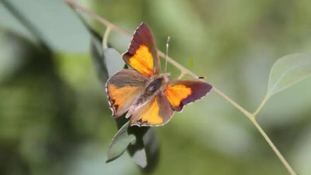 Butterflies moving habitats worldwide as climate changes