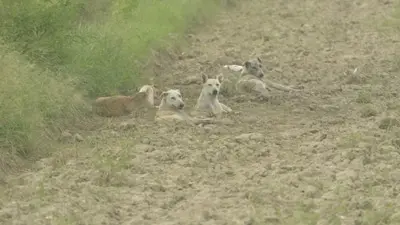 Stray dogs unearth murdered Faridabad man's body after rain
