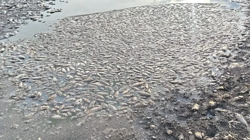 Oxygen depletion kills over 150 kg of Jalebi fish in Palar river