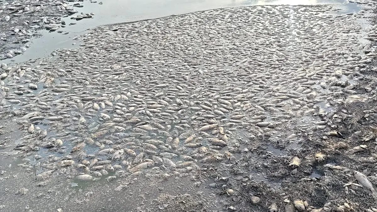 Oxygen depletion kills over 150 kg of Jalebi fish in Palar river