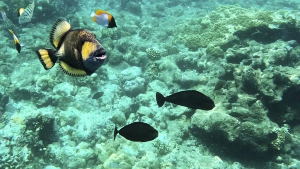 Palau rat removal boosts fish biomass by 183% in a year
