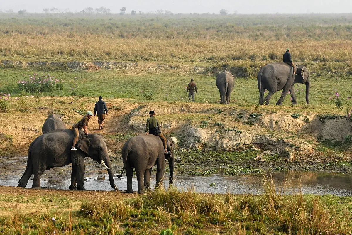Supreme Court orders new measures to protect Indian elephants