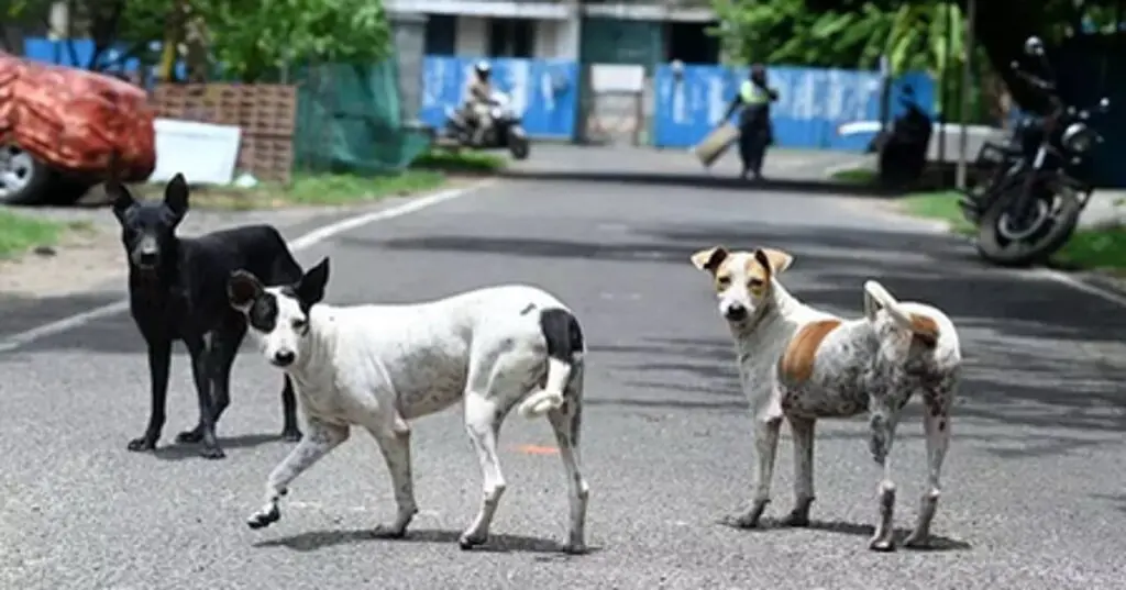 Maharashtra to neuter stray dogs after boy mauled in Beed