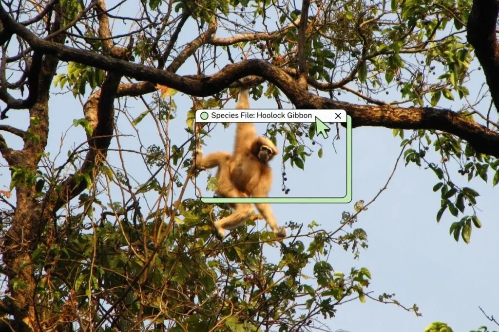 India's only ape species faces extinction threat