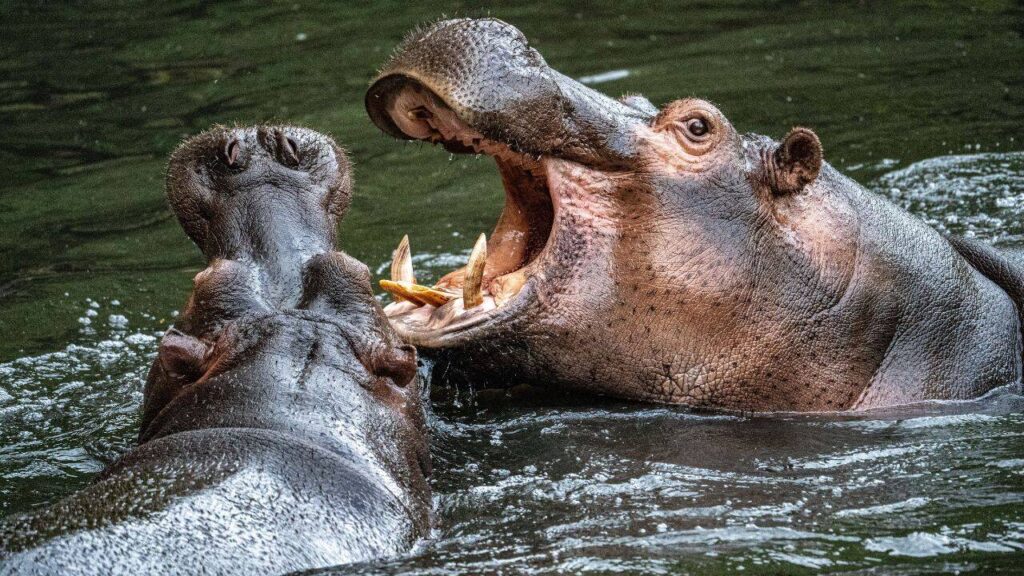 Escobar’s Four Hippos Grow Into Colombia’s Largest Invasive Population