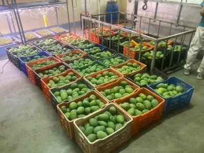 ICAR develops new hot water treatment to boost mango exports