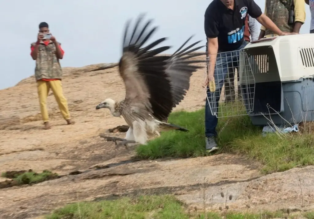 Injured Indian vulture rescued, released in Karnataka sanctuary