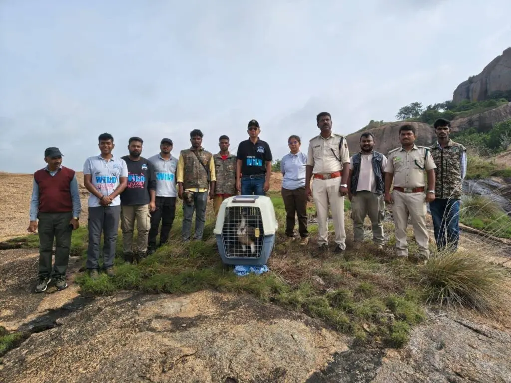Injured Indian vulture rescued, released in Karnataka sanctuary