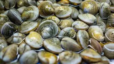 Florida's Indian River Lagoon gets 65 million super clams brought back from brink
