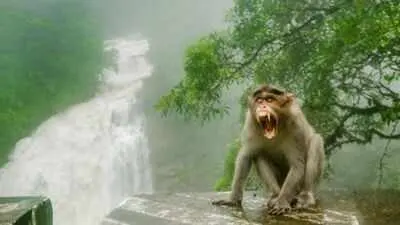 Florida rhesus macaques carry potential fatal herpes B virus