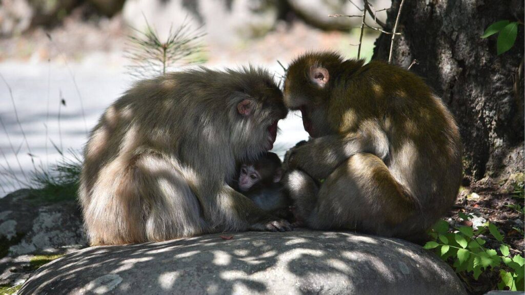 Review finds 427 cases of primates bonding with other animals