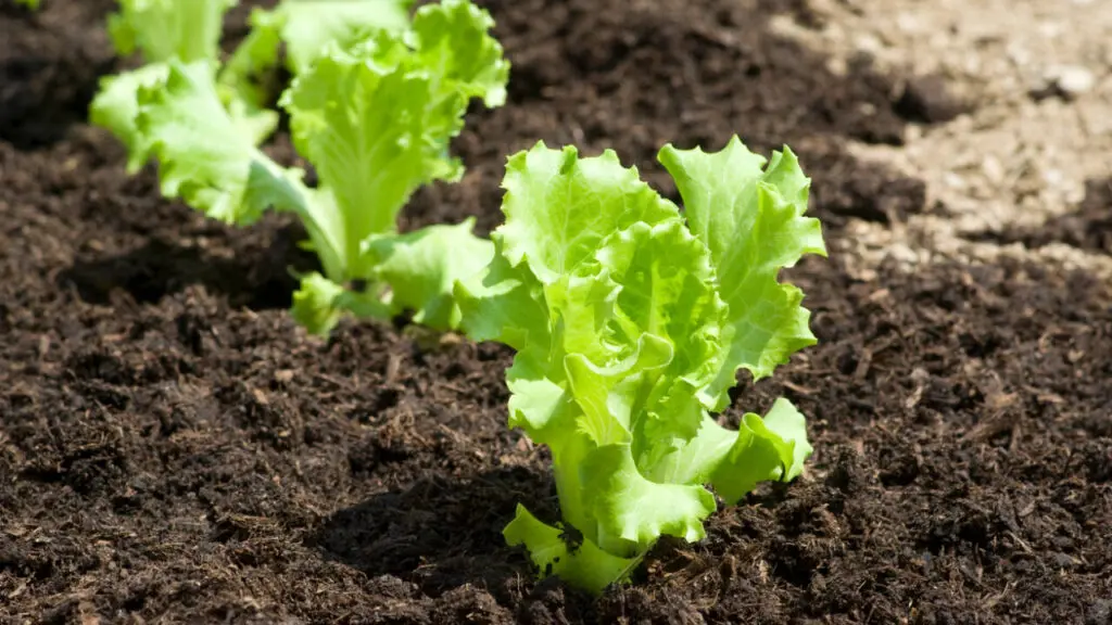 Gene gun makes lettuce, tobacco produce meat-like myoglobin
