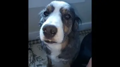Alabama man convicted of killing elderly rescue dog Jack