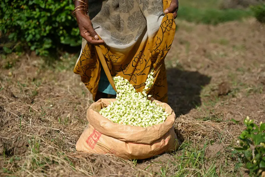 Jasmine prices double in Kerala as wedding season drives demand