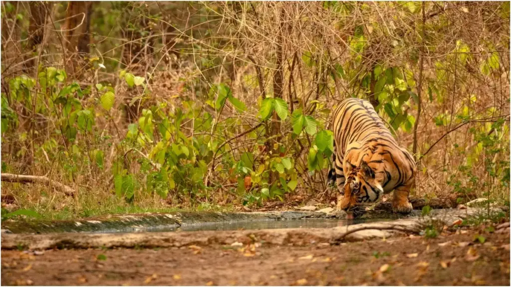 Kanha: India's first tiger reserve beckons with wildlife safaris