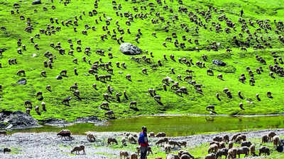 Ladakh Approves India’s First High-Altitude Wildlife Safari