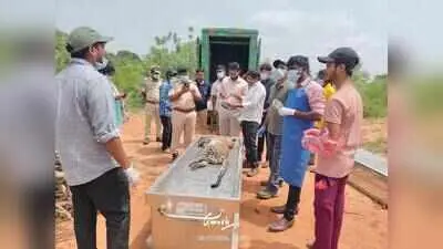 Leopard cub found dead on Srisailam road in Amrabad Tiger Reserve
